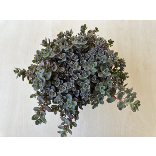 Sedum cauticola