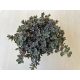 Sedum cauticola