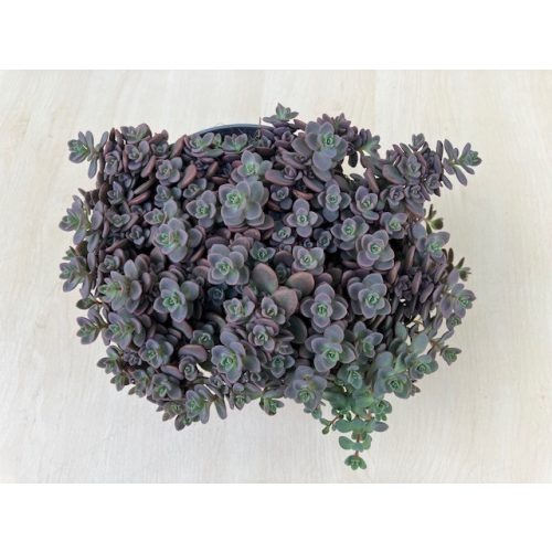 Sedum cyaneum