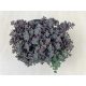 Sedum cyaneum