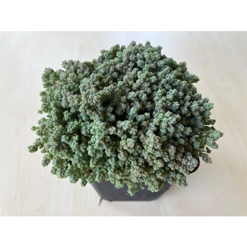 Sedum dasyphyllum