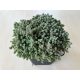 Sedum dasyphyllum