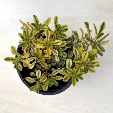 Sedum ellacombianum ‘Cutting Edge’