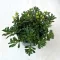 Sedum floriferum 'Weihenstephaner Gold'
