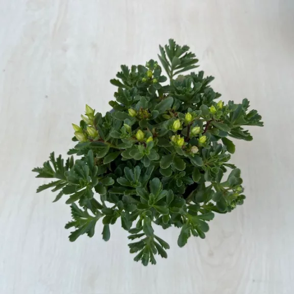 Sedum floriferum 'Weihenstephaner Gold' Sedum floriferum 'Weihenstephaner Gold'