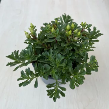 Sedum floriferum 'Weihenstephaner Gold'