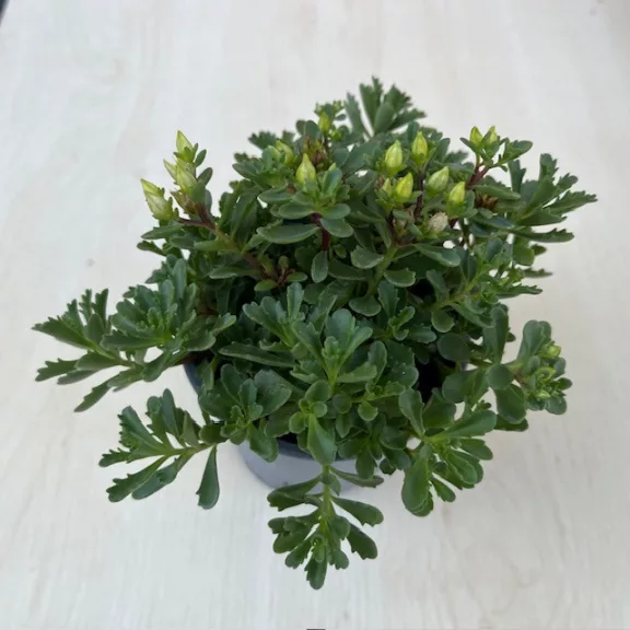 Sedum floriferum 'Weihenstephaner Gold' Sedum floriferum 'Weihenstephaner Gold'