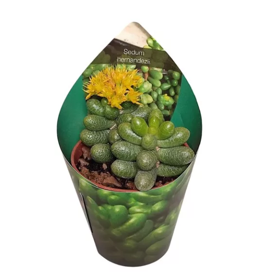 Sedum hernandezii Sedum hernandezii