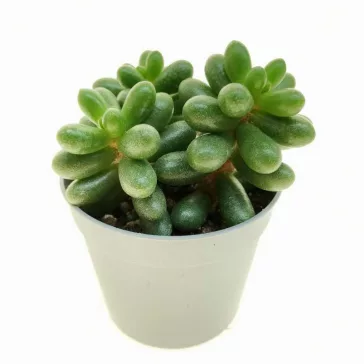 Sedum hernandezii