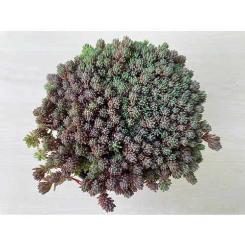 Sedum hispanicum 'Blue carpet'