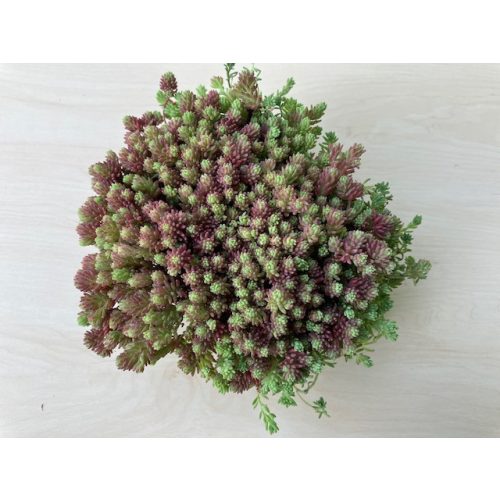 Sedum hispanicum