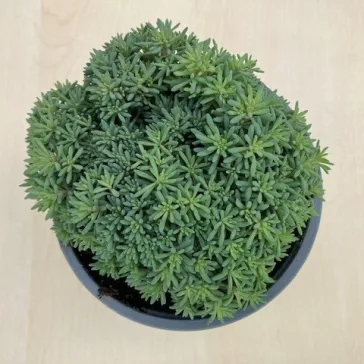 Sedum japonicum 'Tokyo Sun Green'