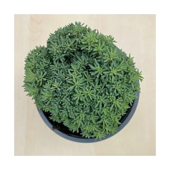 Sedum japonicum 'Tokyo Sun Green' Sedum japonicum 'Tokyo Sun Green'