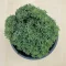 Sedum japonicum 'Tokyo Sun Green'
