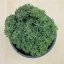 Sedum japonicum 'Tokyo Sun Green'