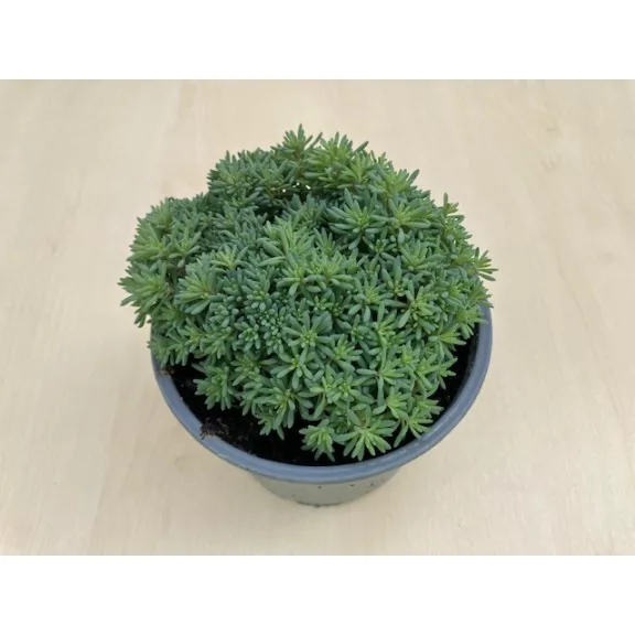 Sedum japonicum 'Tokyo Sun Green' Sedum japonicum 'Tokyo Sun Green'