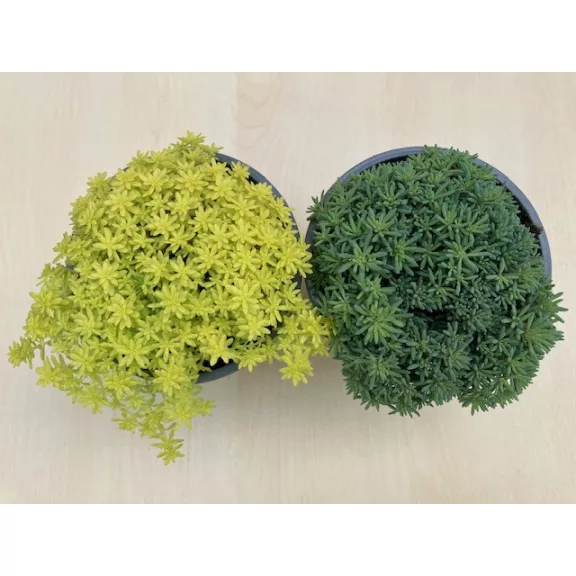 Sedum japonicum 'Tokyo Sun Green' Sedum japonicum 'Tokyo Sun Green'