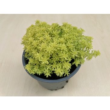 Sedum japonicum 'Tokyo sun'