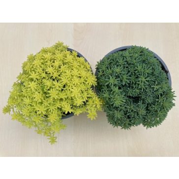 Sedum japonicum 'Tokyo sun'