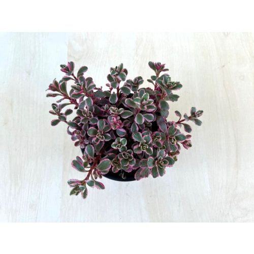 Sedum kamtschaticum 'Tricolor'
