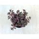 Sedum kamtschaticum 'Tricolor'