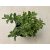 Sedum kamtschaticum Variegata