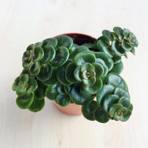 Sedum makinoi