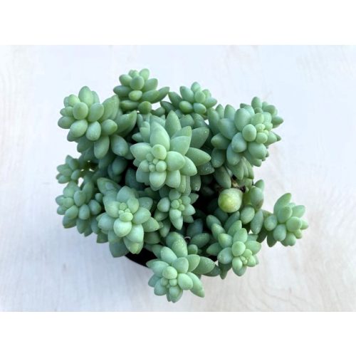 Sedum morganianum 'Burrito'