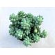 Sedum morganianum 'Burrito'
