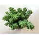 Sedum morganianum 