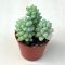 Sedum morganianum 'Burrito' - 3 hajtás