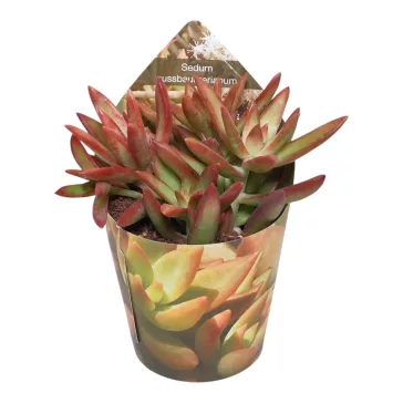 Sedum nussbaumerianum