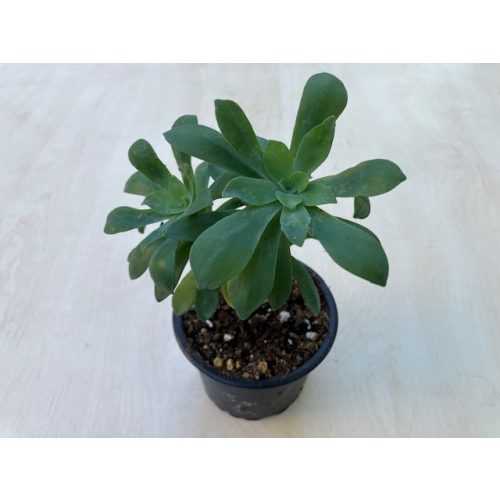 Sedum palmeri