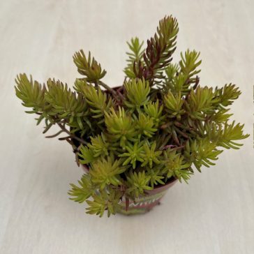 Sedum reflexum 'Angelina'