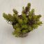 Sedum reflexum 'Angelina'