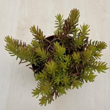 Sedum reflexum 'Angelina'