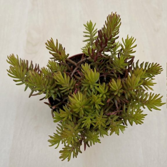 Sedum reflexum 'Angelina'