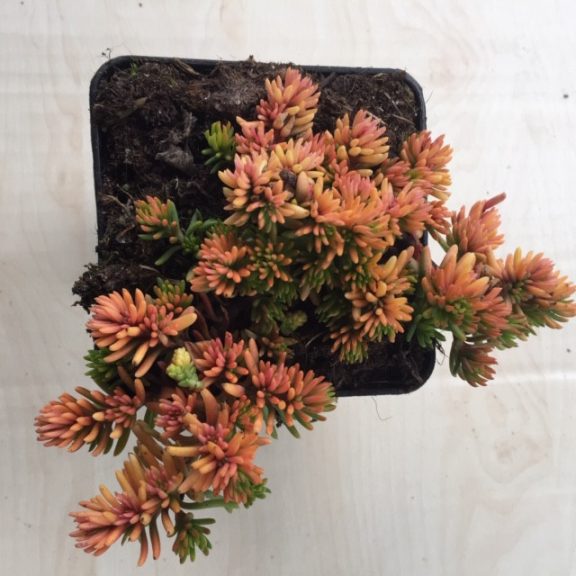 Sedum reflexum 'Angelina'