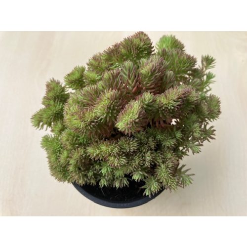 Sedum reflexum f. cristatum