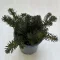 Sedum reflexum 'Mossy Green'