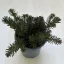 Sedum reflexum 'Mossy Green'