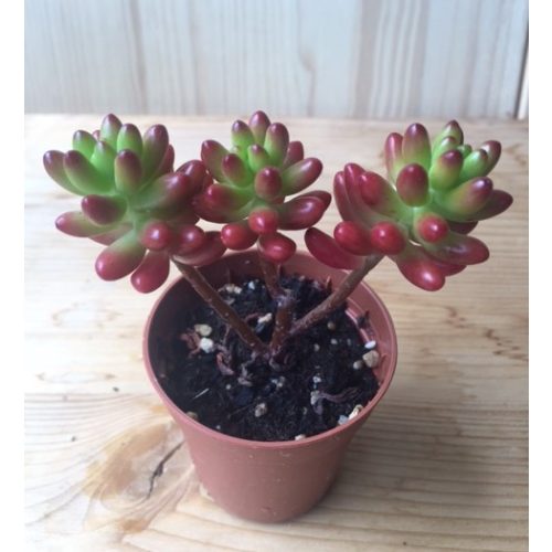 Sedum rubrotinctum