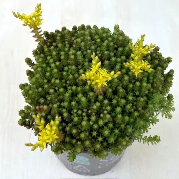 Sedum sexangulare