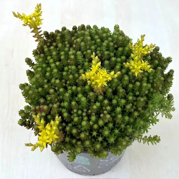 Sedum sexangulare Sedum sexangulare