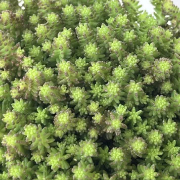 Sedum sexangulare