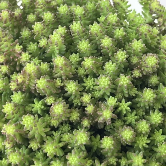 Sedum sexangulare Sedum sexangulare