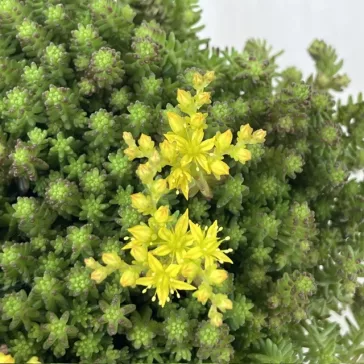 Sedum sexangulare