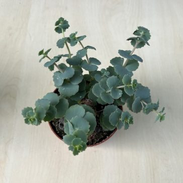 Sedum sieboldii