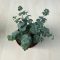 Sedum sieboldii