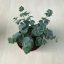 Sedum sieboldii